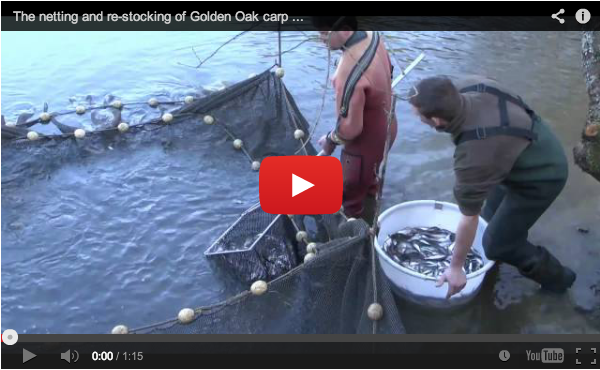 Golden Oaks Fishery